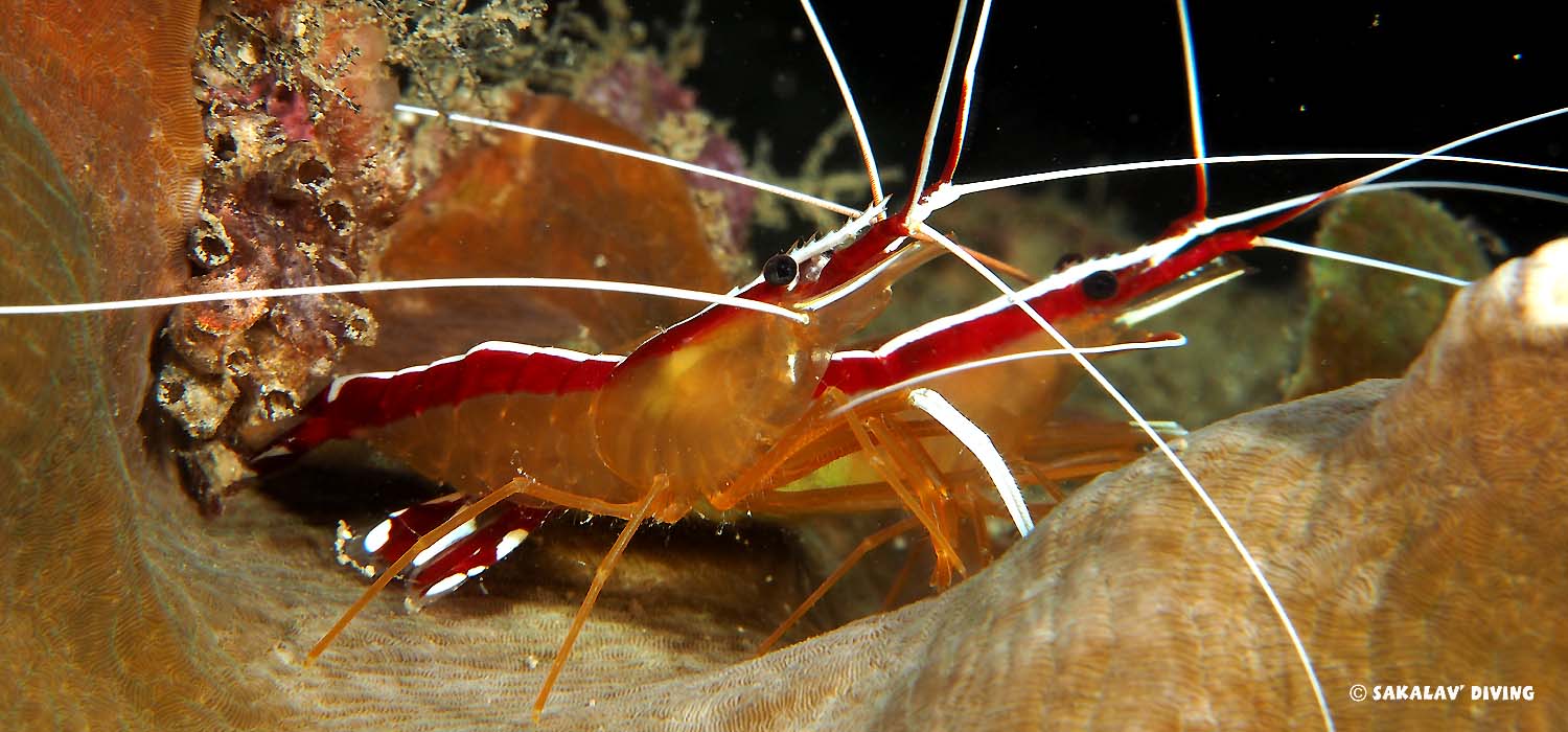 Photo and video diving courses in Nosy Be Madagascar